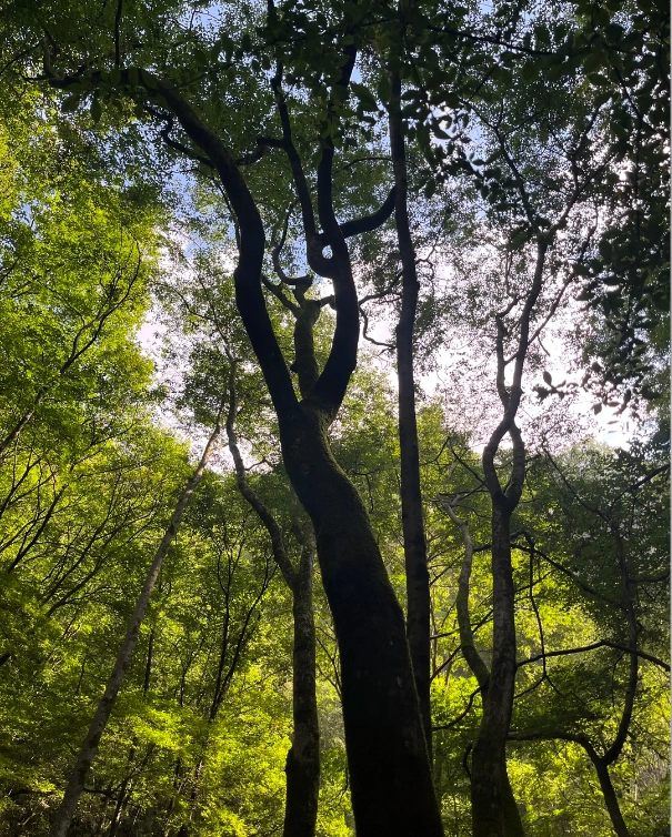 Travel photos of Shangluo: Qinling Mountains travel