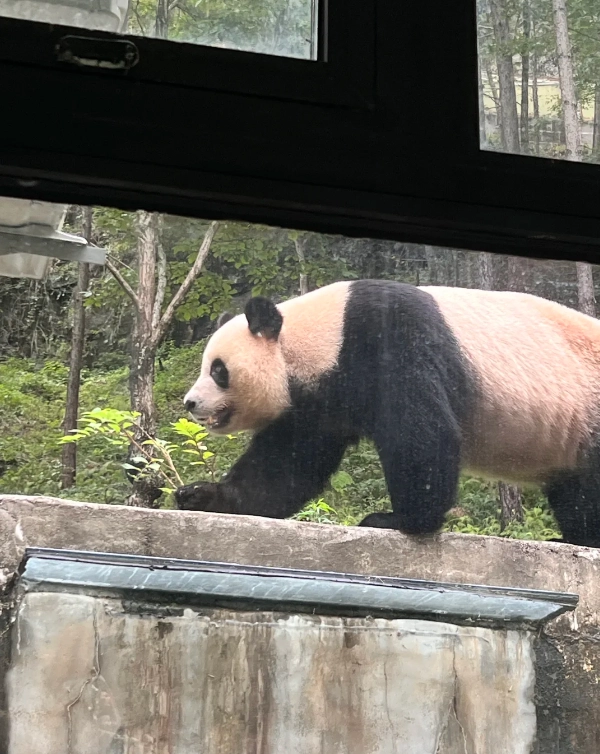 Travel photos of Hanzhong: Qinling Mountains panda
