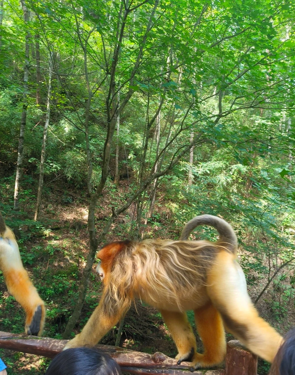 Photo of Foping Panda Valley: Qinling Mountains panda