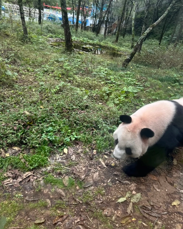 wild panda tour wild panda tour