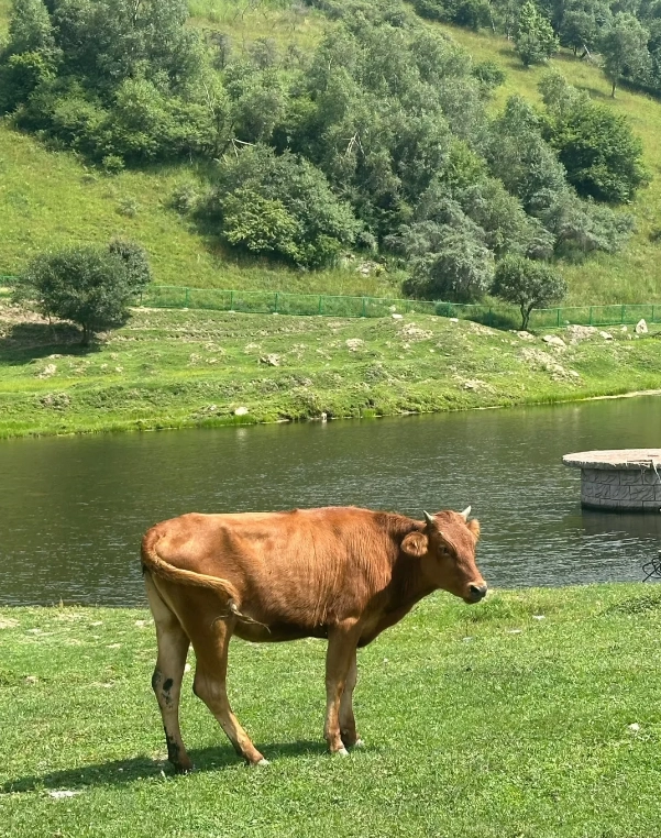 Photo of Guanshan Grassland: Guanshan Grassland accommodation