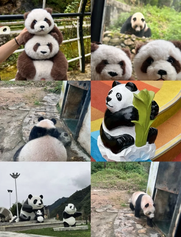 Foping Panda Valley: How to See Wild Pandas in China