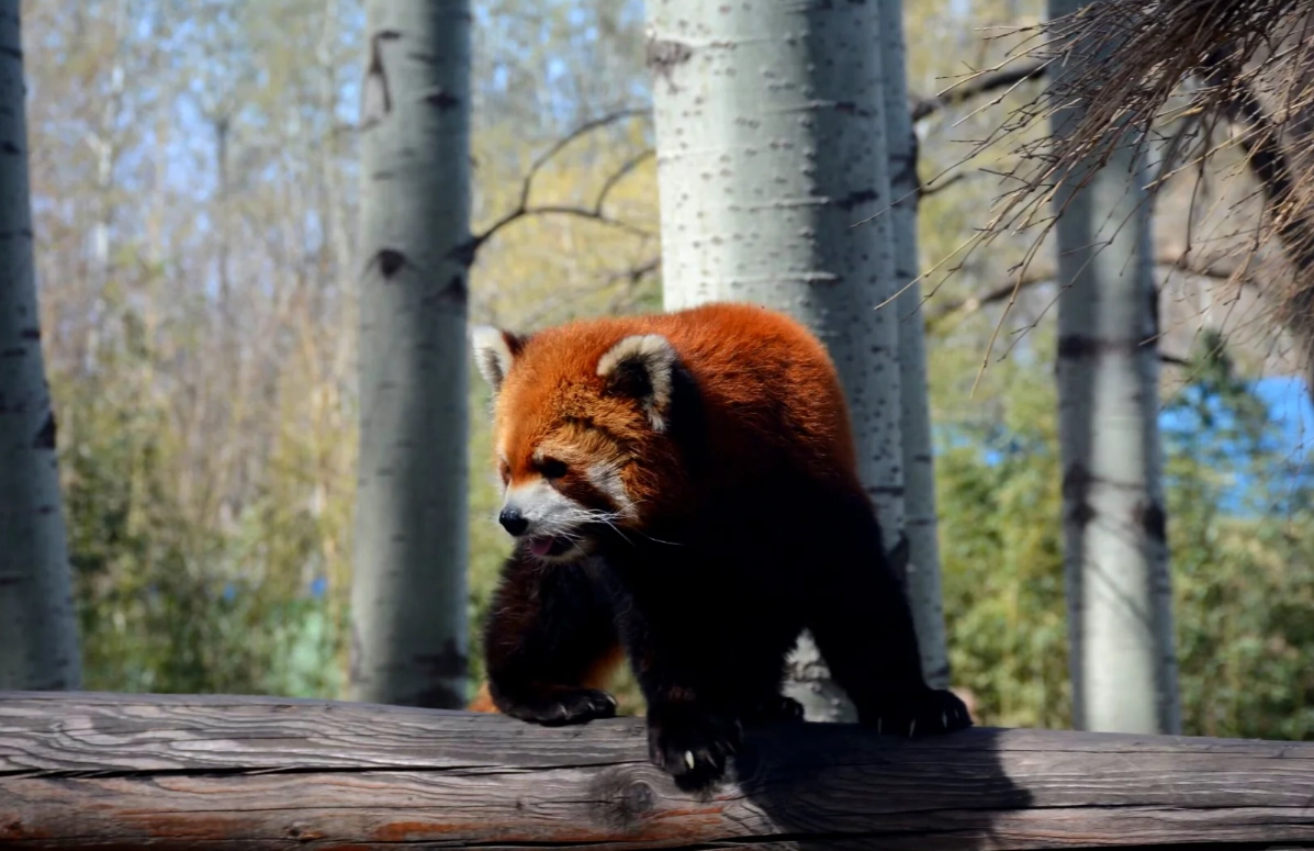 Photo of Beijing Wildlife Park: Beijing Wildlife Park tickets