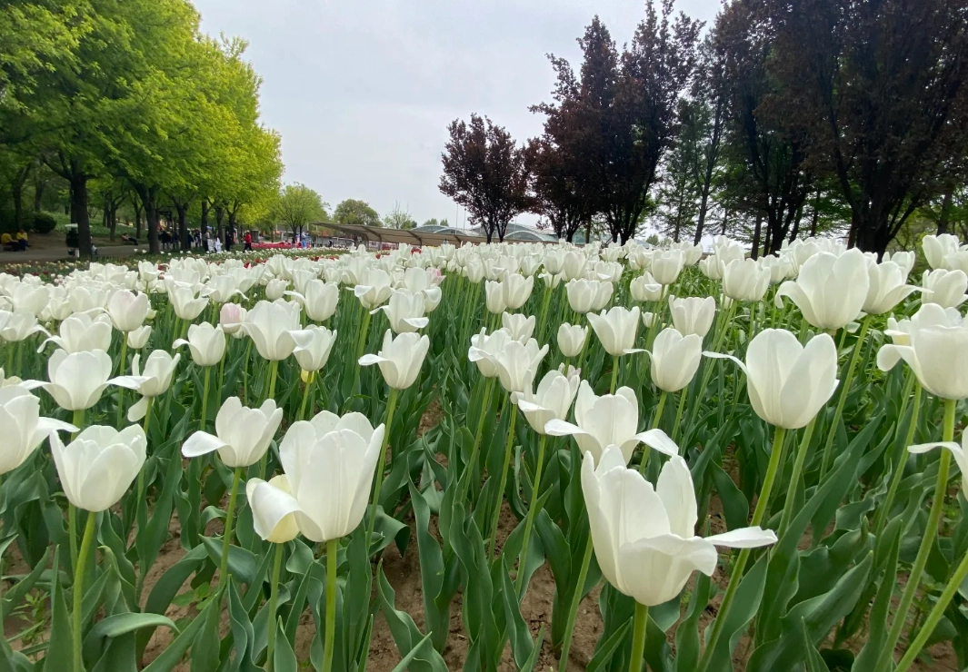 Beijing flower garden