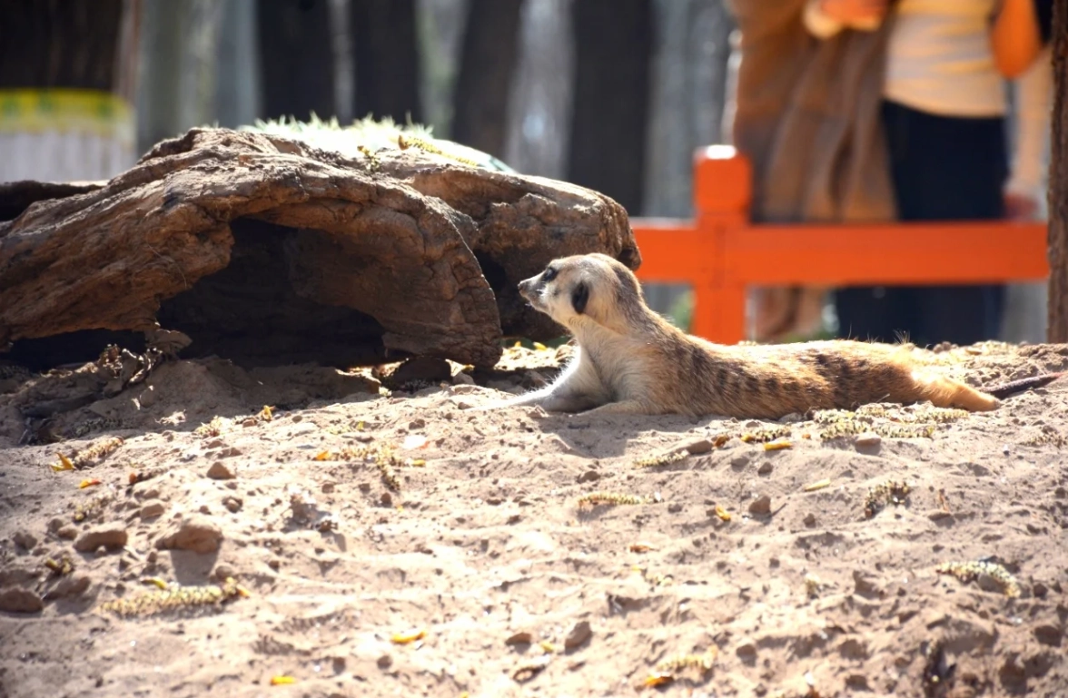 Photo of Beijing Wildlife Park: how to get to Beijing Wildlife Park