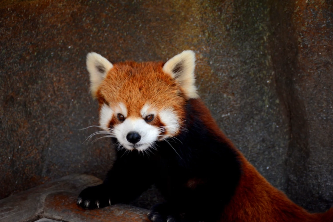 Beijing Wildlife Park review