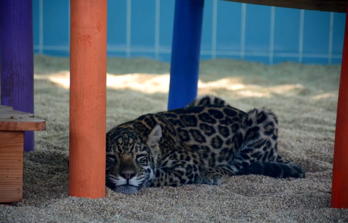 Beijing Wildlife Park hours