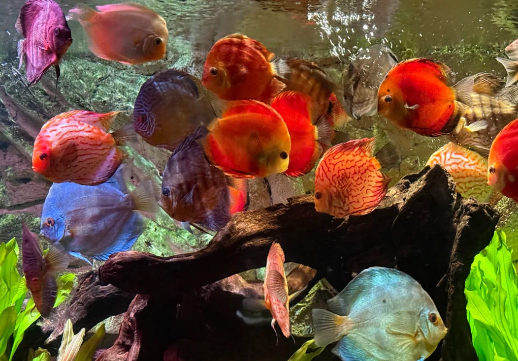 Photo of Shanghai Ocean Aquarium: Shanghai aquarium