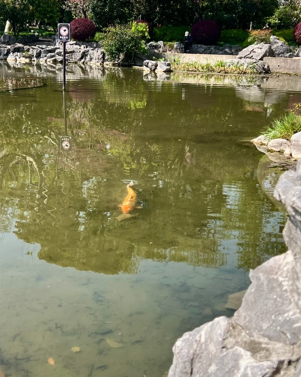 Photo of Fuxing Park: Fuxing Park history