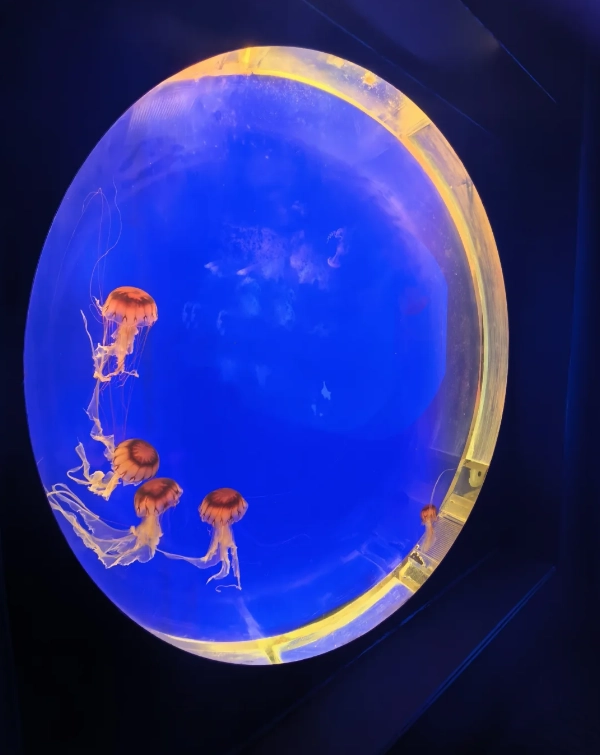 Photo of Shanghai Ocean Aquarium: Shanghai ocean park