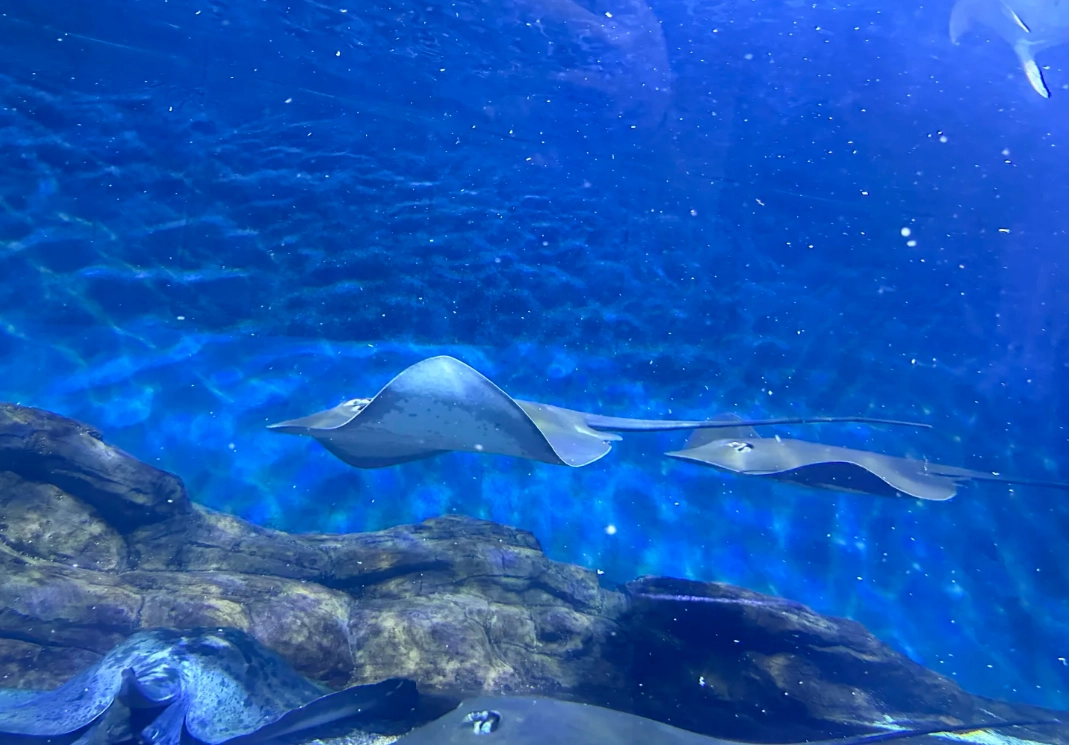 Travel photos of Shanghai: Shanghai aquarium