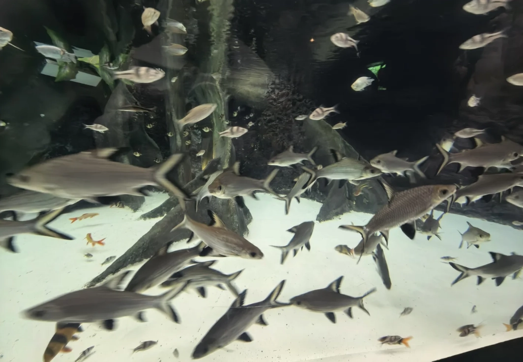 Photo of Shanghai Ocean Aquarium: Shanghai aquarium tickets