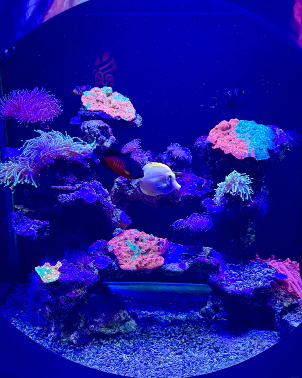 Shanghai Haichang Ocean Park