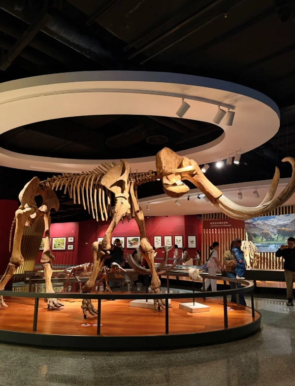 Photo of Shanghai Natural History Museum: natural history exhibits Shanghai