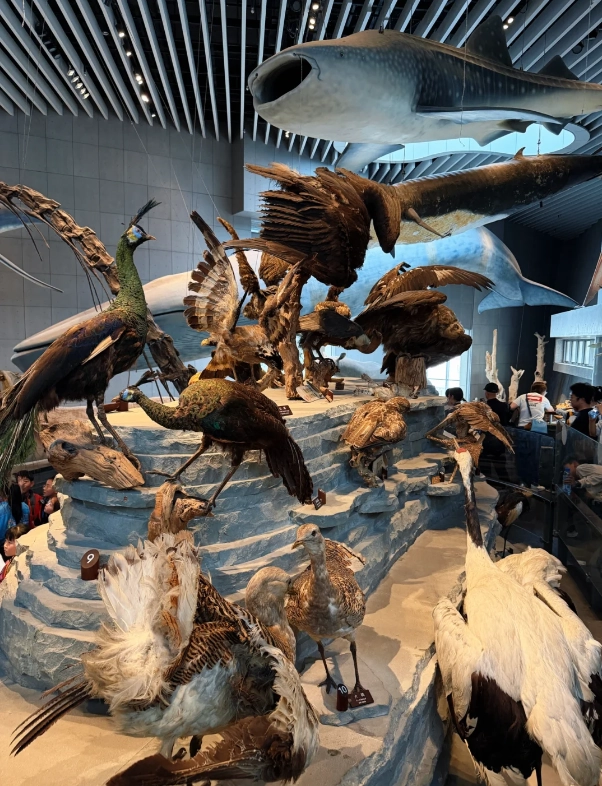 Photo of Shanghai Natural History Museum: Shanghai museum tickets