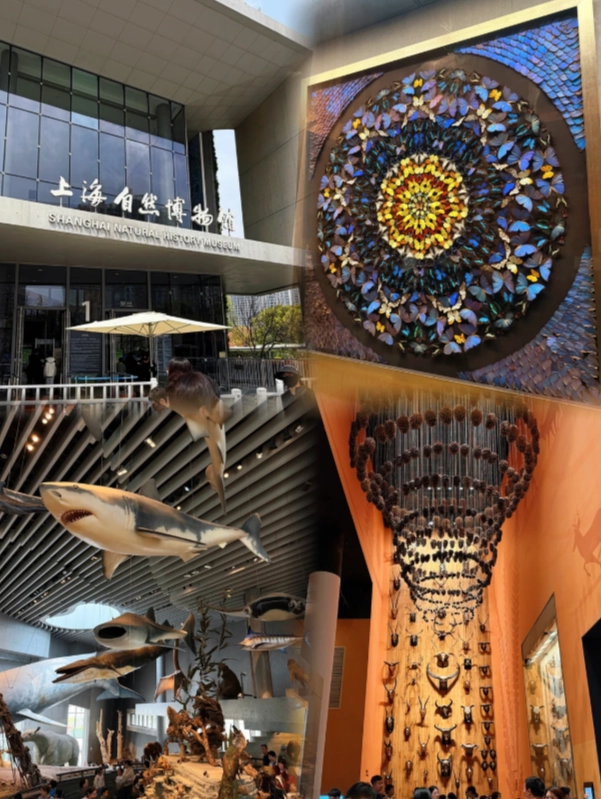 Photo of Shanghai Natural History Museum: Shanghai museum tickets