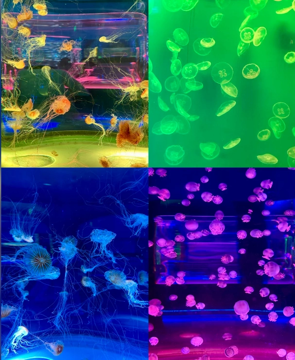 Photo of Shanghai Haichang Ocean Park: Shanghai aquarium
