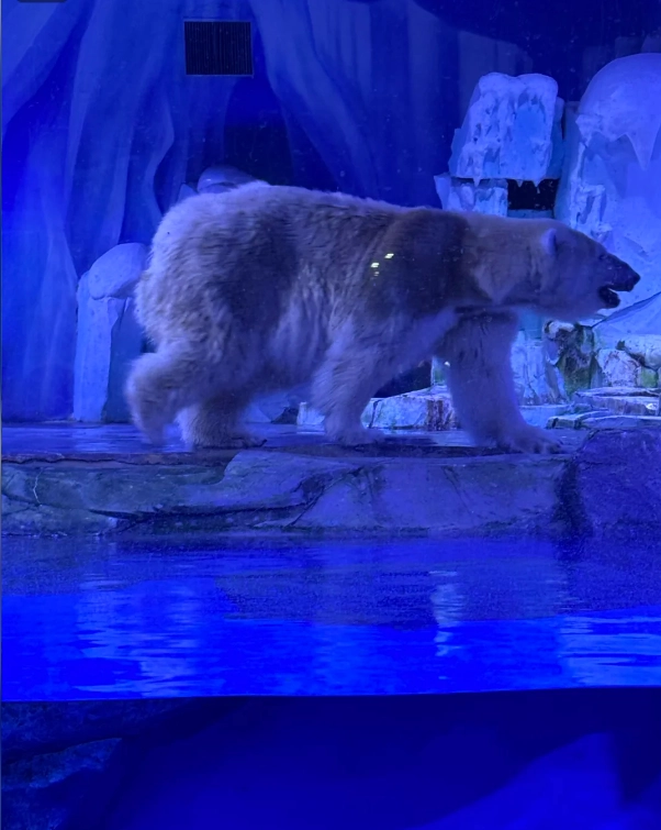 Photo of Shanghai Haichang Ocean Park: Polar Ocean Park