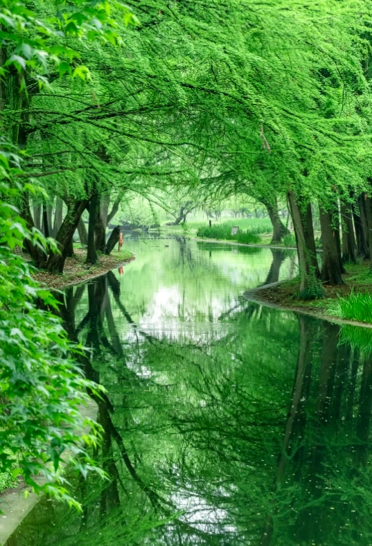 Photo of Gongqing Forest Park: Gongqing Forest Park Shanghai