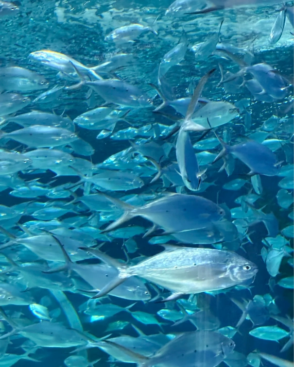 Photo of Shanghai Ocean Aquarium: Shanghai Ocean Aquarium time