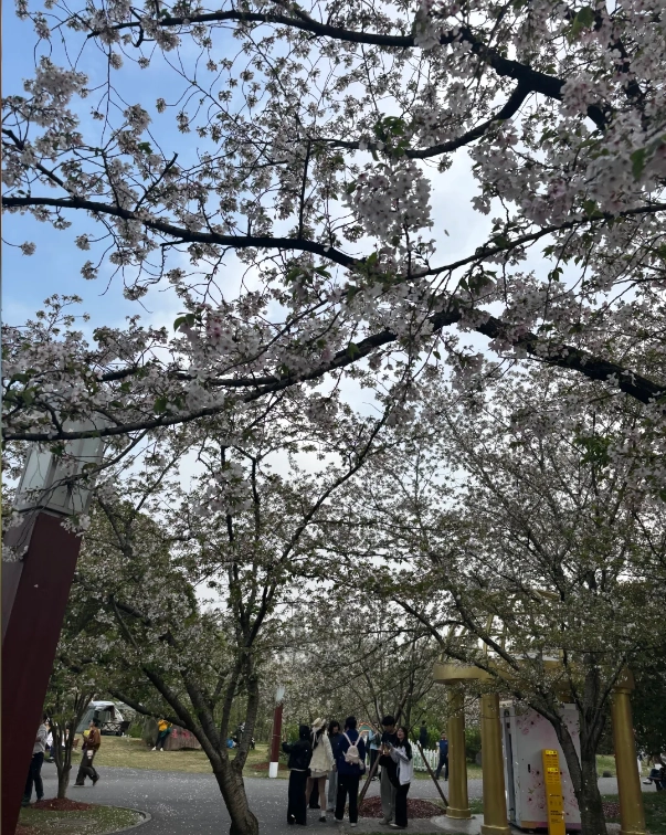 cherry blossom park dining cherry blossom park dining