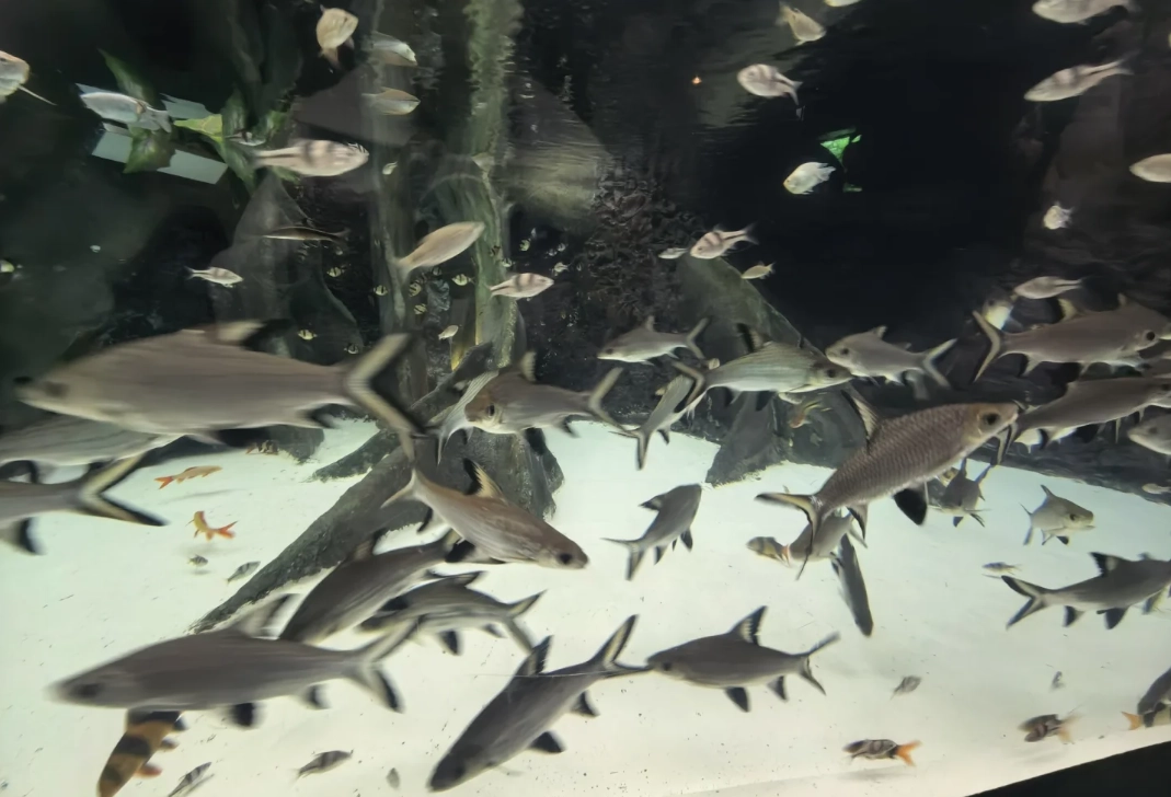 Photo of Shanghai Ocean Aquarium: how long Shanghai Aquarium