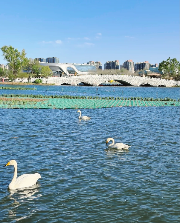 things to do in Chaoyang Park