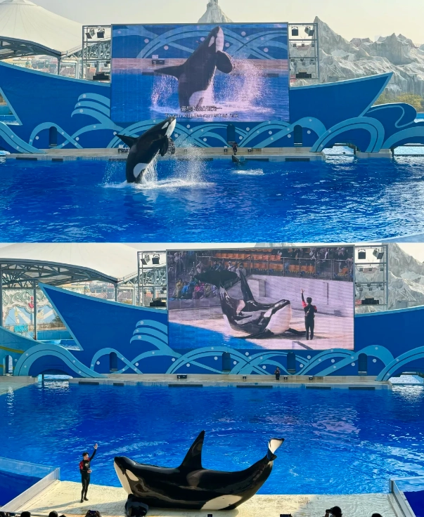 Photo of Shanghai Haichang Ocean Park: Shanghai aquarium
