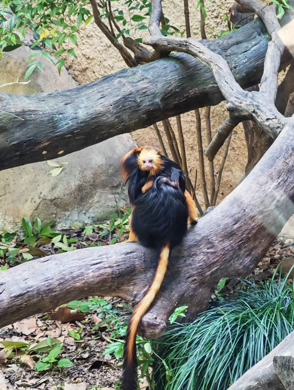 Photo of Shanghai Wild Animal Park: Shanghai zoo safari