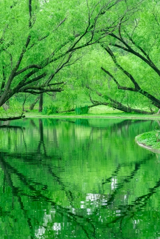 Photo of Gongqing Forest Park: Shanghai cherry blossoms