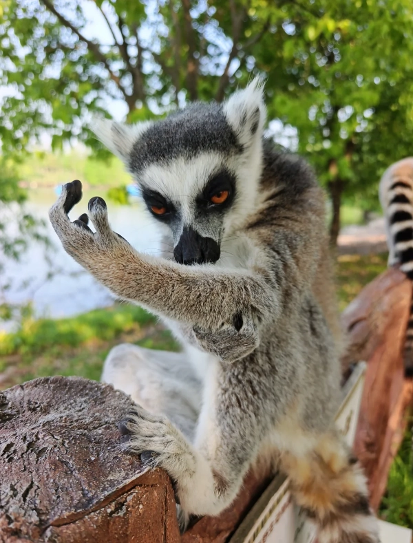 Photo of Shanghai Wild Animal Park: Pudong animal park