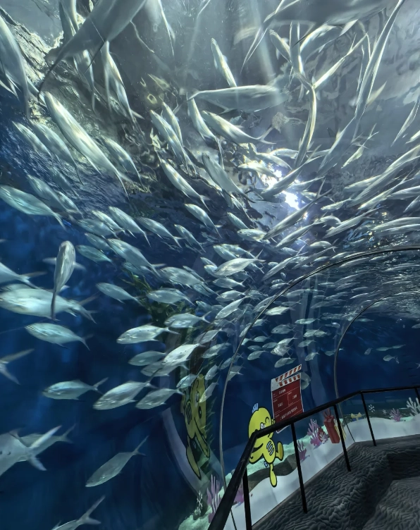 Shanghai aquarium hours plan
