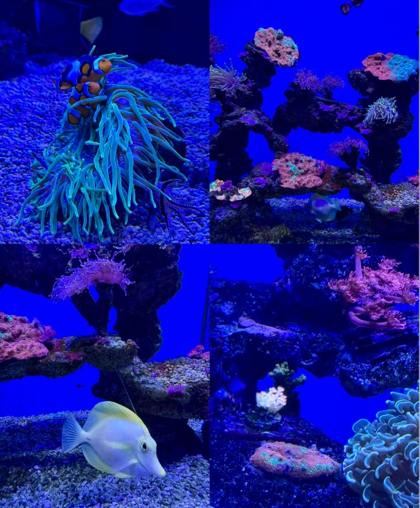 Photo of Shanghai Haichang Ocean Park: family activities Shanghai