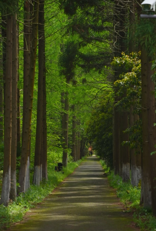 Photo of Dongping National Forest Park: Shanghai forest park