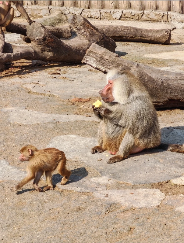 Photo of Shanghai Wild Animal Park: visit Shanghai Wild Animal Park