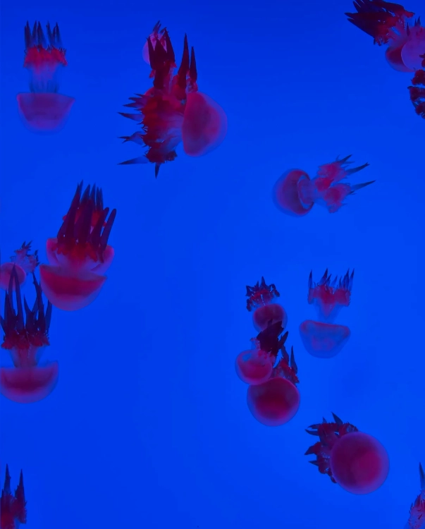Shanghai Ocean Aquarium visit duration
