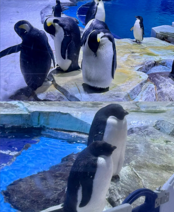 Photo of Shanghai Haichang Ocean Park: Shanghai travel