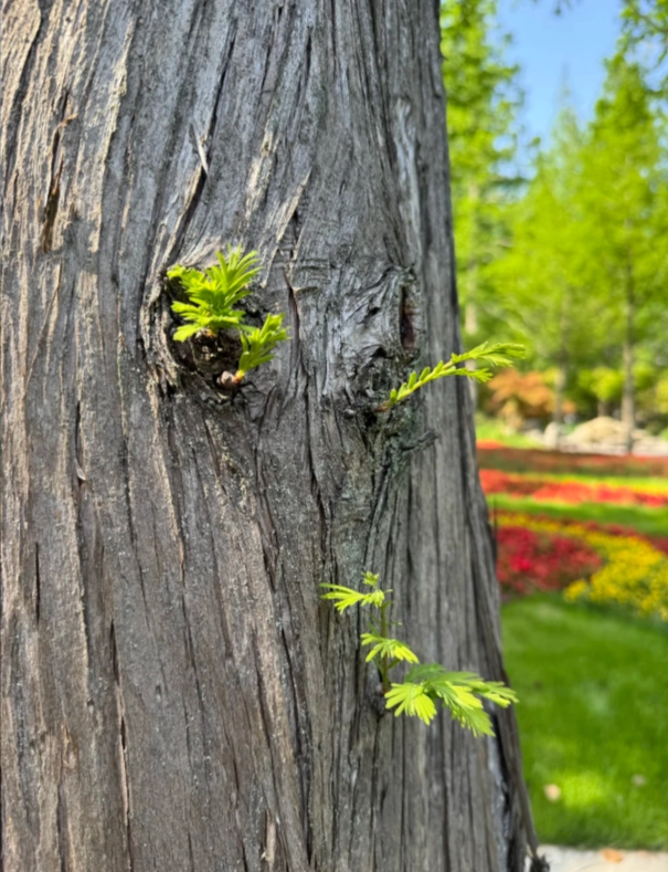 Photo of Dongping National Forest Park: Shanghai nature escape