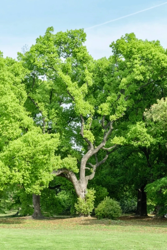 Photo of Gongqing Forest Park: Shanghai Gongqing Forest Park