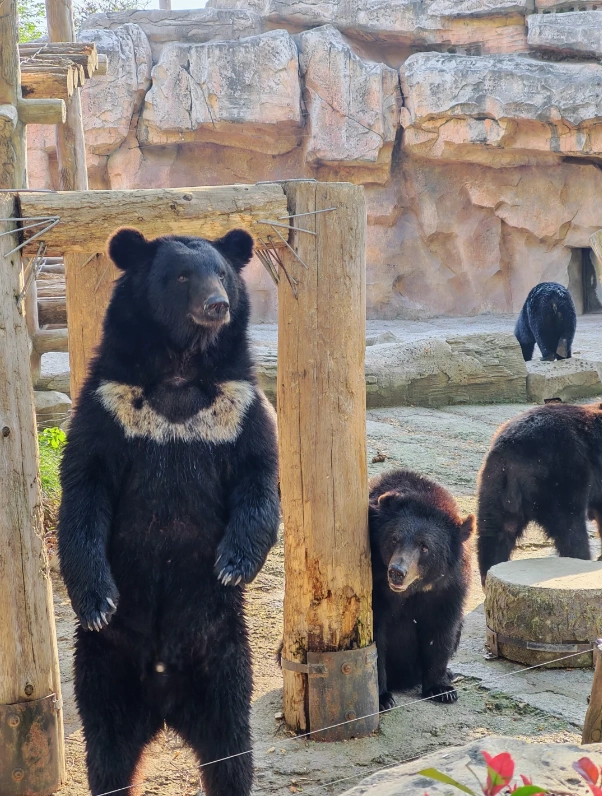 Photo of Shanghai Wild Animal Park: Shanghai safari park