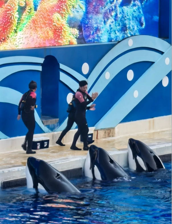 Haichang Ocean Park discount