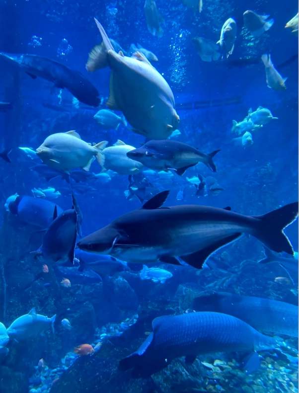 Shanghai Haichang Ocean Park tickets