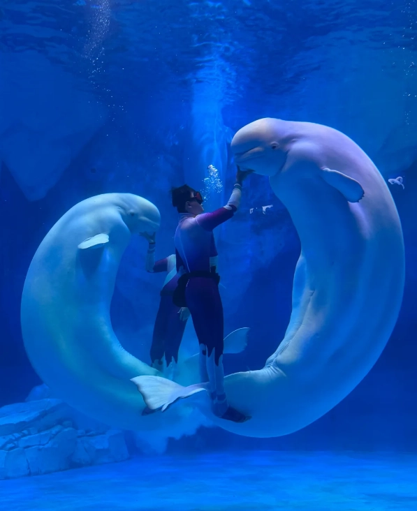 Photo of Shanghai Haichang Ocean Park: family activities Shanghai