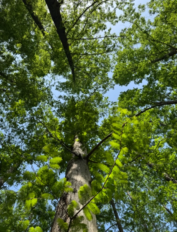 Photo of Dongping National Forest Park: Shanghai day trip