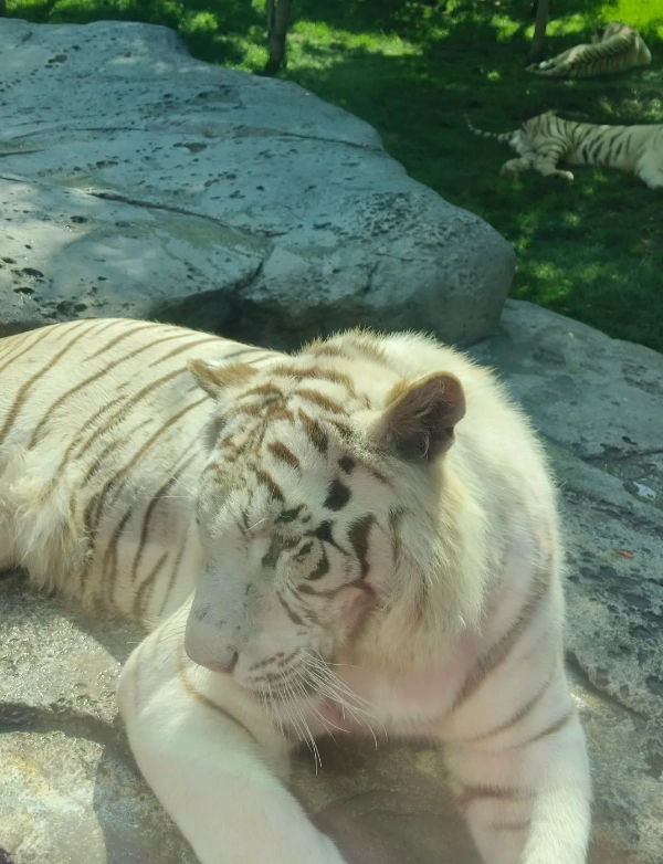 Photo of Beijing Wildlife Park: Beijing Wildlife Park discount tickets