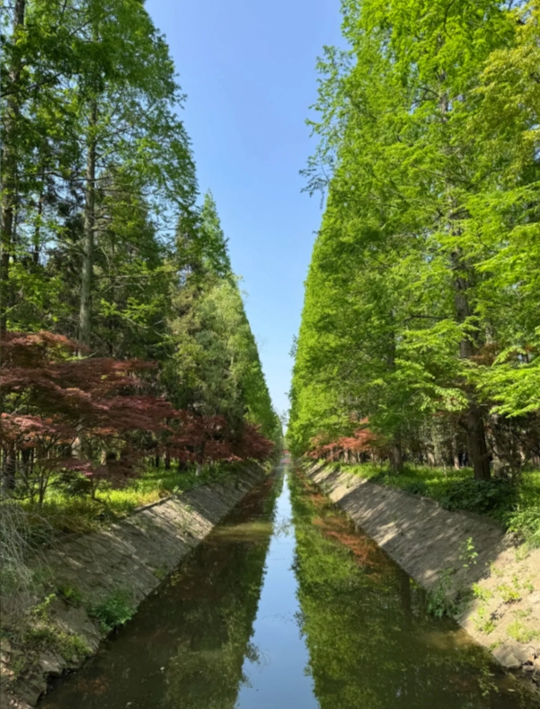 Photo of Dongping National Forest Park: Chongming Island