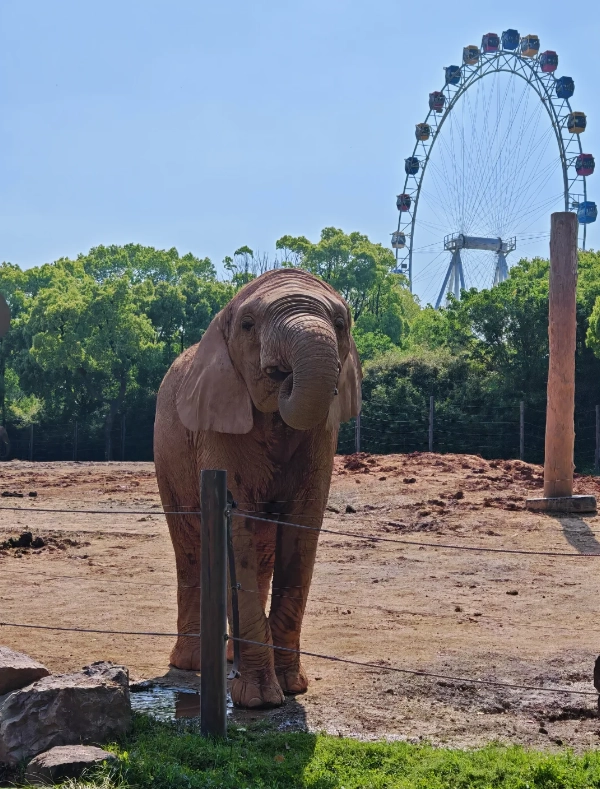 Photo of Shanghai Wild Animal Park: Shanghai Wild Animal Park tickets