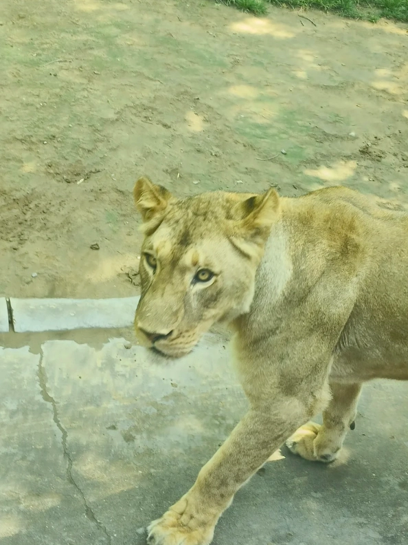 Photo of Beijing Wildlife Park: Beijing Wildlife Park self-drive tour