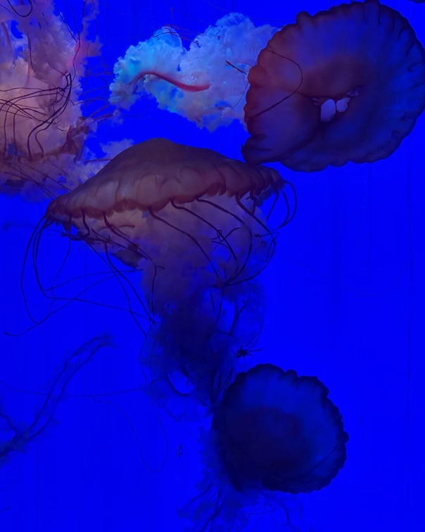 how long Shanghai Aquarium