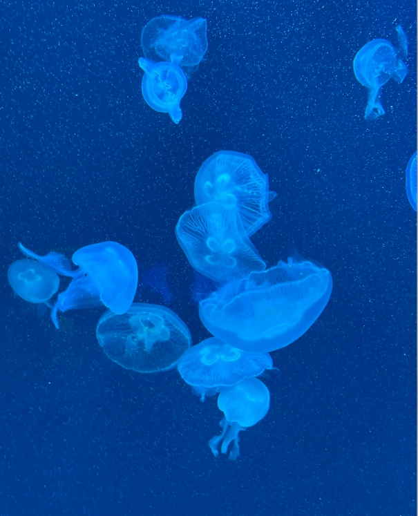 time needed Shanghai Aquarium